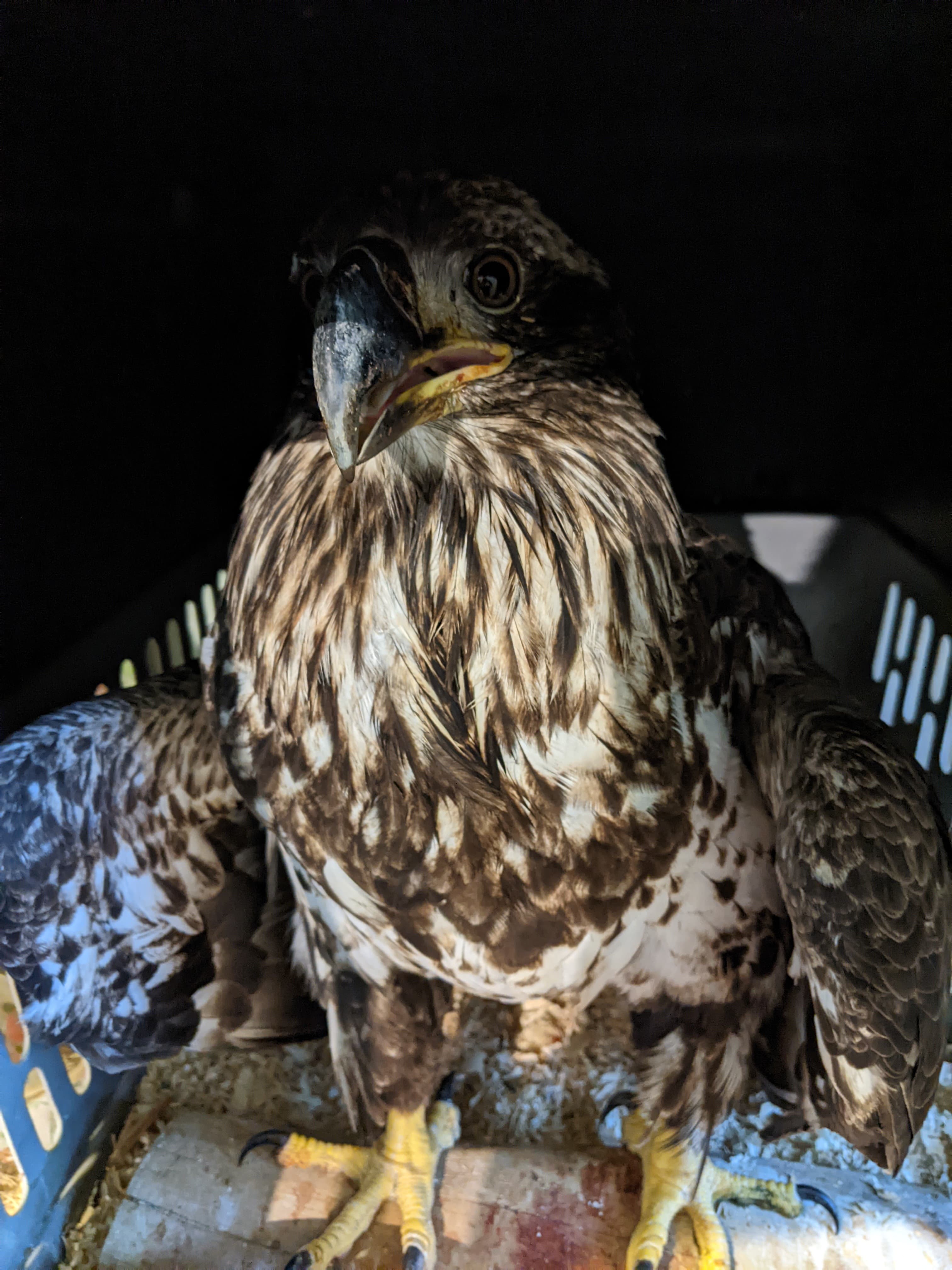 The female bald eagle recovering from its illness at the SOAR facility.
