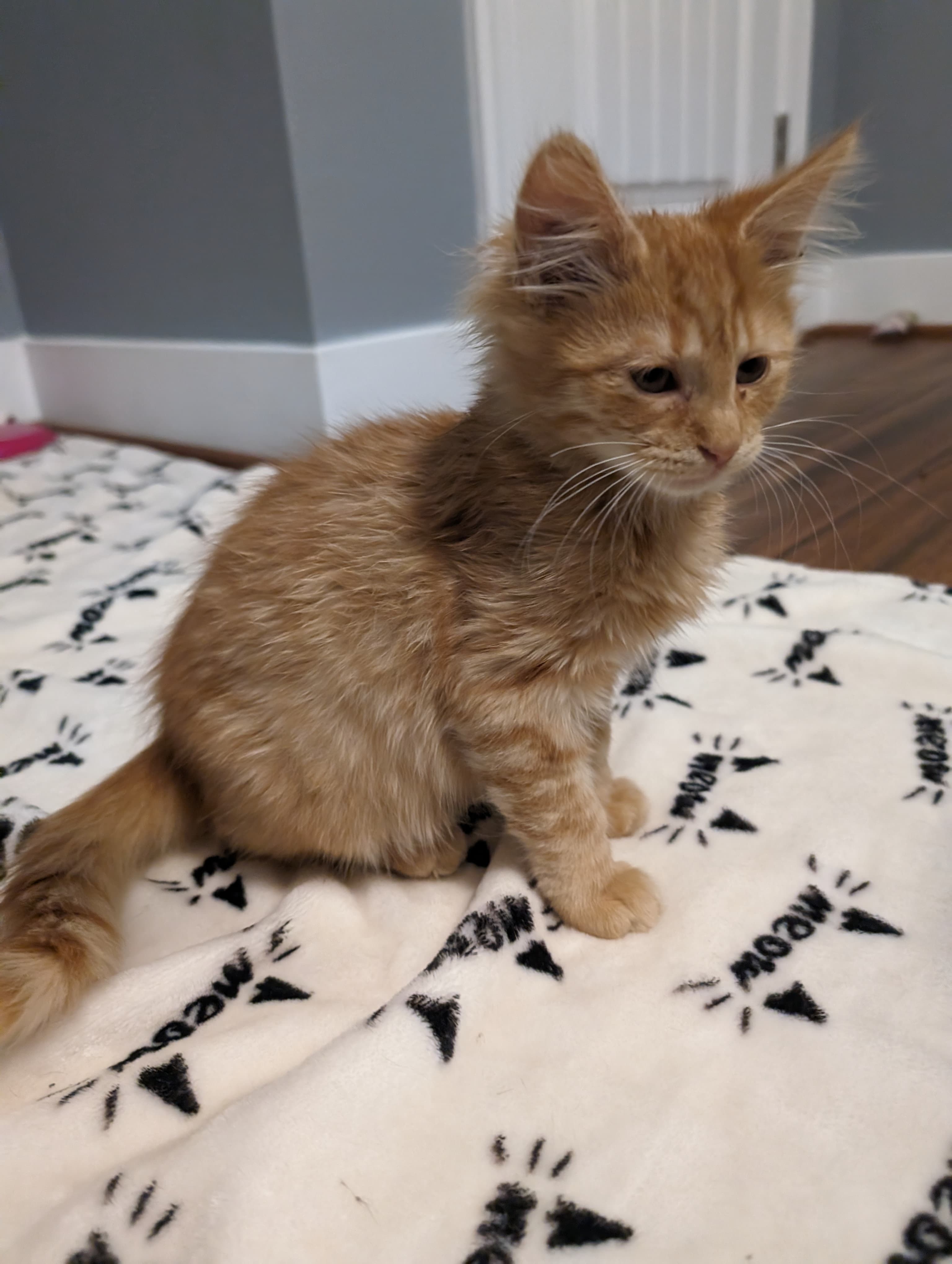 Guernsey, one of the seven kittens named after Martin Marietta sites.