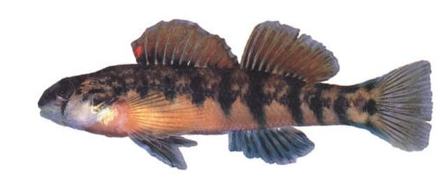 The Cherokee darter is a rare species of freshwater fish.