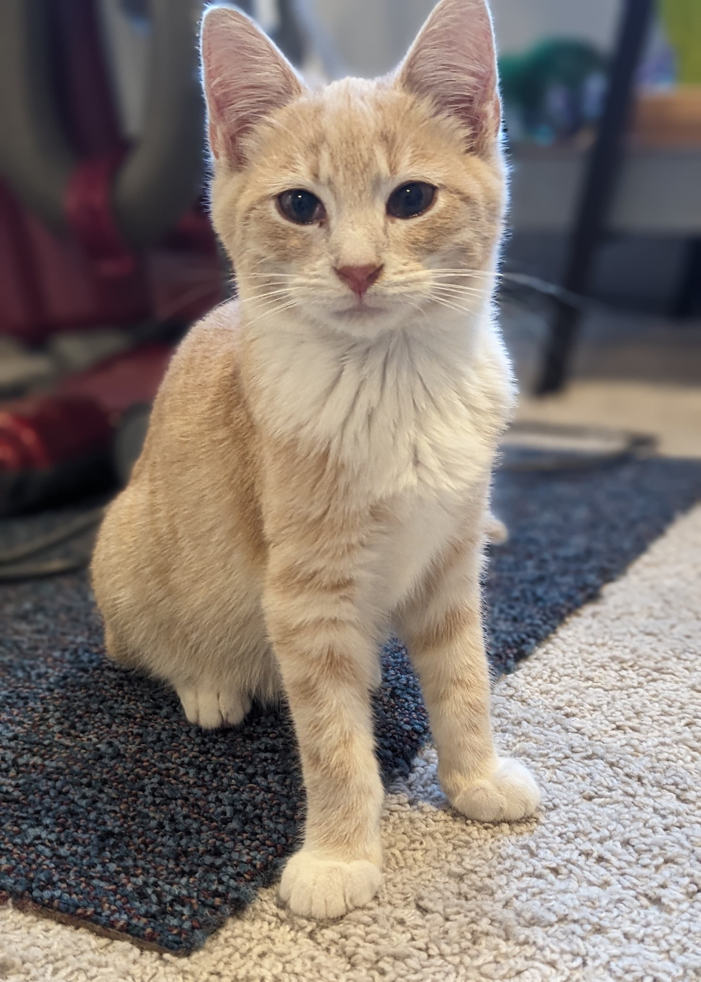 Benson, one of the seven kittens named after Martin Marietta sites.