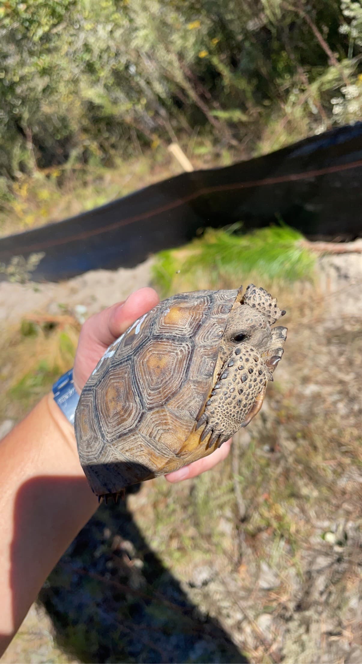 A juvenile gopher tortoise is discovered by a team at St. Mary’s Sand. It was later relocated to an 8-acre sanctuary.
